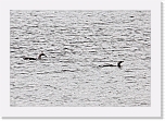 kuikat_black-throated divers * 2428 x 1672 * (3.34MB)